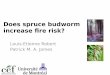 Does spruce budworm increase fire risk?...Integral feature of boreal and mixed wood forest dynamics. Affect spatial patterns in forest age and composition at multiple scales. Have