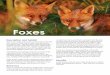 foxes - City of Thornton › ... › foxes.pdf · Foxes are omnivores, meaning they will pretty much eat anything. They will feed on domesticated animals if the opportunity arises,