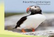 Northumbrian · Sunset from the islands (Graeme Duncan) Shag feeding young (Keith Cochrane) Guillemot colony (Anne Wilson) Kittiwake (Hazel Makepeace) Black-headed Gull colony (Ann