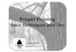 Proper Pruning · pruning all limbs off of a branch, except for the very tips • Topping • Planting large trees under power lines • Waiting to prune trees until they are mature: