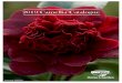 2019 Camellia Catalogue - Terra VivaONE-TIA HOLLAND, SETSUGEKKA, EARLY PEARLY FRAGRANT LUTCHUENSIS, QUINTESSANCE CINNAMON CINDY, SWEET EMILY KATE, SETSUGEKKA, APPLE BLOSSOM SPACES