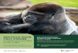 RECYCLE YOUR Join the Houston Zoo’s CELL …to help save gorillas in the wild. Action for Apes You can help by recycling your everyday handheld devices, such as cell phones and tablets