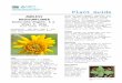 Awnless Bushsunflower (Simisa calva) Plant Guide · Web viewAuthor James E. "Bud" Smith Plant Materials Center Created Date 09/17/2013 20:18:00 Title Awnless Bushsunflower (Simisa