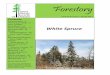 Forestory · 2017-05-21 · The railway yard has a constant stream of freight trains transporting birch and pine logs to mills, the municipality’s tree cover is substantial, there