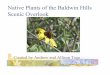 Native Plants of the Baldwin Hills Scenic Overlook...problem. With the disappearance of many integral plants, like the prickly pear cactus and mulefat, the natural community is falling