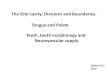 The Oral cavity: Divisions and Boundaries. Tongue and Palate …„لطلبة_1_.pdf · OSTEOLOGY OF THE ORAL CAVITY . Bones that contribute to the skeletal framework of the oral