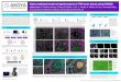 Highly multiplexed single-cell spatial analysis of FFPE ... · analysis of human formalin fixed paraffin embedded (FFPE) tissues with CODEX® to elucidate the ... Nikon TI2 & Zeiss