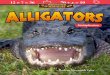 Amazing Animals: Alligators - Stanford 2017-10-30آ  Alligators can be scary, but they are amazing creatures