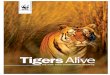 Tigers Alive - Pandaassets.panda.org/downloads/tiger_alive_booklet_1.pdf · 4 TIGERS ALIVE WWF and Tigers WWF’s Tigers Alive Initiative operates in 12 of the 13 tiger range countries