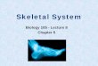 Skeletal System - Napa Valley College 8...Skeletal System The skeletal system is composed of different types of connective tissues: Bones – rigid structure Cartilage – soft, cushions