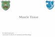 Muscle Tissue - JU Medicine · Functions of muscle tissue Movement Maintenance of posture Joint stabilization Heat generation eh Tendon Tendon Belly . Types of Muscle Tissue Skeletal