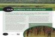 OUR FORESTS AND JUNGLESawsassets.wwfhk.panda.org/...ourforests_junglesart.pdf · may seem to be a terrible thing for forests, but actually often allows them to grow back stronger
