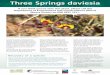 Three Springs daviesia - Department of Parks and Wildlife · 2014-03-20 · investment through the Natural Heritage Trust, administered in the Midwest Region by the Northern Agricultural
