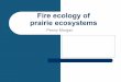 Fire ecology of prairie ecosystems - University of Idaho€¦ · Fire Ecology - FOR526 Penny Morgan Historical role of fire in prairies zFire history inferred from – Prevalence