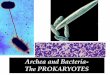 Archea and Bacteria- The PROKARYOTES€¦ · Domain Bacteria-Supergroups 1. Proteobacteria-Gram negative with 5 subgroups. Metabolic diverse photoautotrophs, chemoautotrophs, and