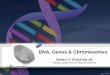 DNA, Genes & Chromosomes - AGHAMAZING GUROdanrogayan.weebly.com/.../2_dna_genes_chromosomes.pdfgenes in our cells. Chromosomes •They carry all of the information used to help a cell