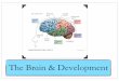 The Brain & Developmentsandersmsu.weebly.com/uploads/2/5/2/7/25273305/module_6... · 2018-10-17 · •Incognito: The Secret Lives of the Brain - by David Eagleman •CNN’s Next