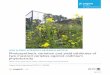 Photosynthetic variation and yield attributes of two ...Mohd. Irfan 1*, Syed Aiman Hasan , Shamsul Hayat and Aqil Ahmad1 Abstract: Excess cadmium accumulation in shoot decreases the