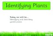 Identifying Plants · 2020-04-28 · BACK NEXT Different people like to have different plants growing in their gardens. Some people like plants that are easy to grow. Like the primula