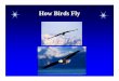 How Birds Fly - Henry County School District...How Birds Fly (2) Bird Bodies are Designed for Flight Birds have wings, which make lift possible Birds have perfect center of gravity