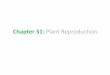 Chapter 31: Plant Reproduction - goodhue.k12.mn.us...Chapter 31: Plant Reproduction . Plants and Pollinators ... Asexual Reproduction •New roots or shoots grow from extensions or