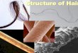 Anatomy of Hair - WordPress.com · The structure of hair has been compared to that of a pencil with the medulla being the lead, the cortex being the wood and the cuticle being the
