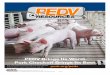 PEDV - Amazon Web Servicesporkcdn.s3.amazonaws.com/sites/all/files/documents/Pork... · 2019-02-07 · On-Farm Management of PEDV Positive Diagnosis of PEDV in a Breeding Herd: 