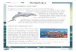 2020-06-22آ  Dolphins Hunting Behaviour Bottlenose dolphins are unique hunters - they hunt their prey