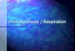 Photosynthesis / Respiration - Welcome to Ms Whelan's site!msaprillewhelan.weebly.com/uploads/1/1/2/5/112537083/... · 2018-08-29 · Photosynthesis Organisms that carry on photosynthesis