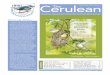Cerulean The€¦ · Crossley ID Guide, Eastern Birds (Princeton 2011) – and his follow-up guides to raptor identiﬁcation and identiﬁcation of European birds – stressing size,