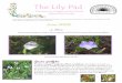 The Lily Pad June 09pinelily.fnpschapters.org/data/uploads/newsletters/the...4700 Chisholm Park Trail - St. Cloud, FL Cajun Crawfish Festival Friday, June 12 - 7pm to 8pm St. Cloud