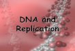 DNA and Replication - biowilson.weebly.com · DNA Replication • Before new DNA strands can form, there must be RNA primers present to start the addition of new nucleotides • Primase