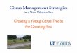 Growing a Young Citrus Tree in the Greening Eracitrusagents.ifas.ufl.edu/archived_presentations... · Grower Program - Pest Mgt. • Chemical selections based on controlling psyllids,