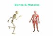 Bones & Muscles - Kyrene School District · Periosteum: soft, thin, covers and protects the bone Compact Bone: Hard, outer surface. Can heal itself when broken Spongy Bone: Porous,