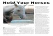 Equine experts say the Horse Slaughter · 2006-12-07 · wild horses and burros waiting for adoption. Providing care for an additional 90,000 unwanted horses each year would negatively