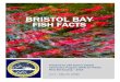 Bristol Bay Fish Facts sgmv4.4 - United Fishermen of ...€¦ · BRISTOL BAY FISH FACTS ... by Pounds Millions of Dollars Millions of Pound Naknek 4th 9th $108 M #170 M Alaska Peninsula
