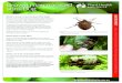 Brown marmorated stink bug - Plant Health Australia · What is brown marmorated stink bug? Brown marmorated stink bug (Halyomorpha halys) is a mottle brown coloured, shield shaped