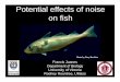 Potential effects of noise on fish · Rountree & Juanes . Black Drum, Pogonias cromis Red Drum, Sciaenops ocellata Weakfish, Cynoscion regalis Case Studies: Sciaenid (drum fishes)