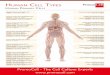 HUMAN CELL TPES · 2019-05-27 · HUMAN CELL TPES HUMAN PRMARY CELLS romoCell - e Cell Culture pert Human Pulmonary Artery Endothelial Cells (HPAEC) Cat. No. C-12241 Human Pulmonary