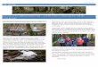 THE TRIPPER Newsletter of the Chilliwack Outdoor Club C/O ... · beginner hikers. Plus the silence of the all forest hike is meditative. What helps is that motorboats are not allowed