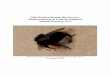 2016 Western Bumble Bee Surveys: Medford Bureau of Land … · 2018-08-07 · 17 January 2016 . Species Status: Bombus occidentalis (Western Bumble bee) G2G3, S1S2 R6 Regional Forester’s