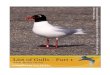 Introduction - Dutch Birding · 2016-03-18 · A Complete Guide to Antarctic Wildlife, The Birds and Marine Mammals of the Antarctic Continent and Southern Ocean. Alula Press Oy,