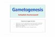 Gametogenesis - WordPress.com€¦ · Microsoft PowerPoint - Gametogenesis.ppt Author: fister Created Date: 7/15/2009 4:26:57 PM 