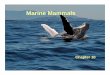 Marine MammalsMarine Mammals - Bergenfield · 2010-06-08 · Swimming: • Killer whales are the fastest of all the marineKiller whales are the fastest of all the marine mammals,