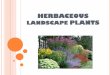HERBACEOUS LANDSCAPE PLANTS · they’re too tardy for inclusion with annuals. But because typical biennial plants die after flowering, they lack the year - after-year staying power
