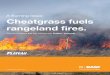 A Burning Issue: Cheatgrass fuels rangeland fires.€¦ · The solution is simple. The answer is clear. Incorporating Plateau herbicide into your land management plan helps decrease