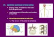 CENTRAL NERVOUS SYSTEM (CNS) system notes - day 2.pdfV. PERIPHERAL NERVOUS SYSTEM (PNS) 1. Nerves - carry nerve impulses between CNS and skin, muscles, glands, organs A. Organs of