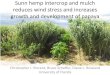 Sunn$hemp$intercrop$and$mulch$ reduces$wind$stress$and ...€¦ · Caricapapaya L. & 5 Anotherp ieceo fe videnceth a t C. papayaL .m ayh ave had a Mesoamerican origin is the fact