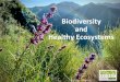 Biodiversity and Healthy Ecosystems...Healthy Ecosystems Sheltering -in- (a magical)Place Redwood Forest Desert Oak and Pine Grassland and Oak Savanna Coast California is a Biodiversity