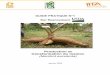 Production et transformation du manioc (Manihot esculenta)agro-planet.e-monsite.com/medias/files/guide-de-production-de-mani… · Guide pratique n°1 1 Description botanique Le manioc